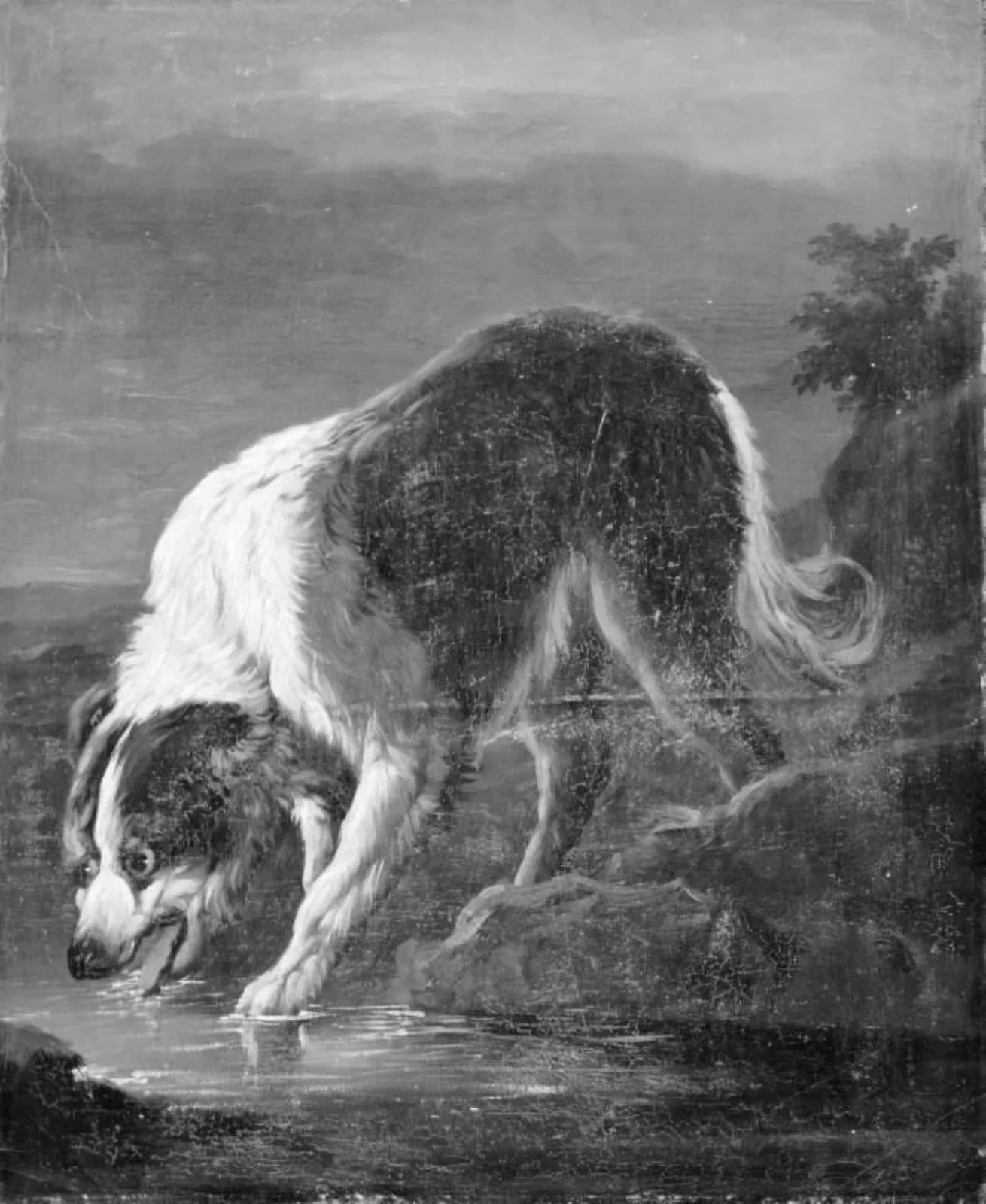 En langhåret hvid og brunplettet hund står og drikker ved et vand, by Unknown, 1750