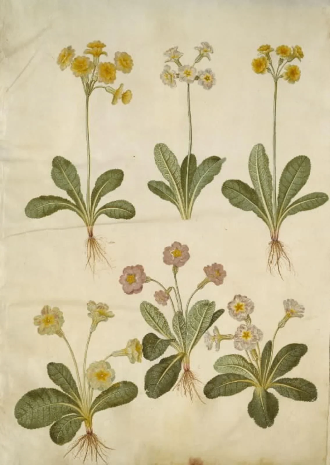 Primula veris (hybrid af hulkravet kodriver); Primula vulgaris (hybrid af storblomstret kodriver), by Unknown, unspecified, 1654
