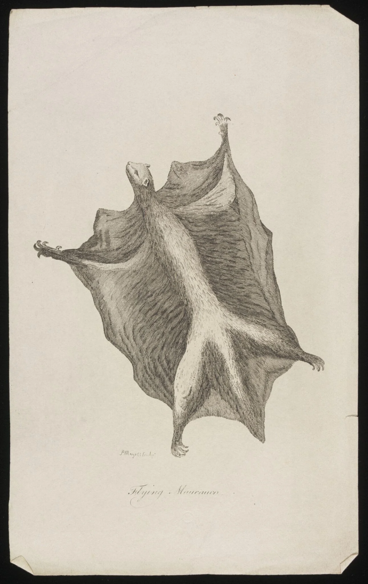 Flying Maucauco, by Peter Mazell, 1750