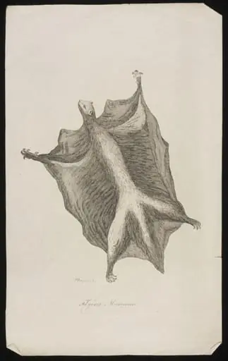 Flying Maucauco