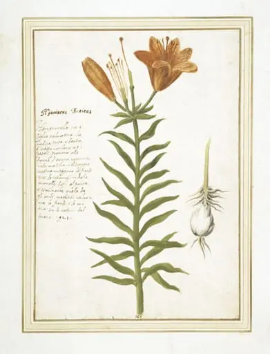 Day Lily