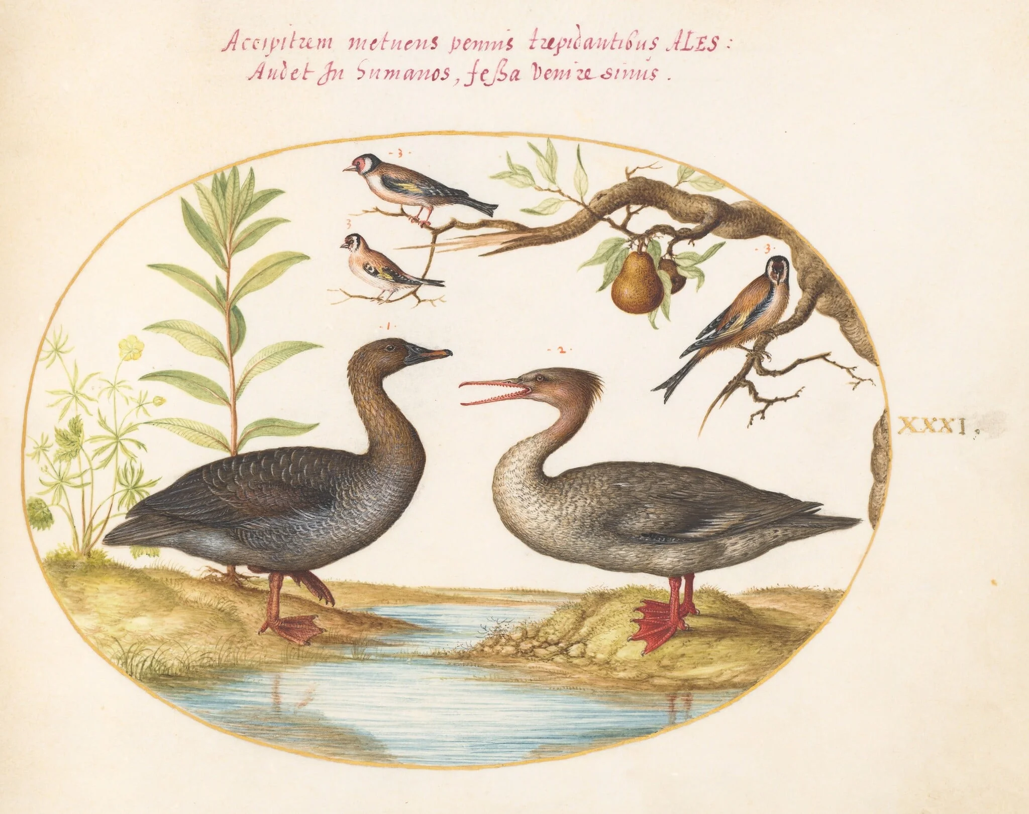 Plate 31: Duck, Merganser, and Three Goldfinches, by Joris Hoefnagel, gouache, 1594