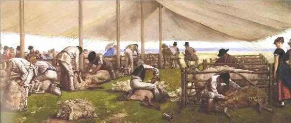 A sheep shearing match