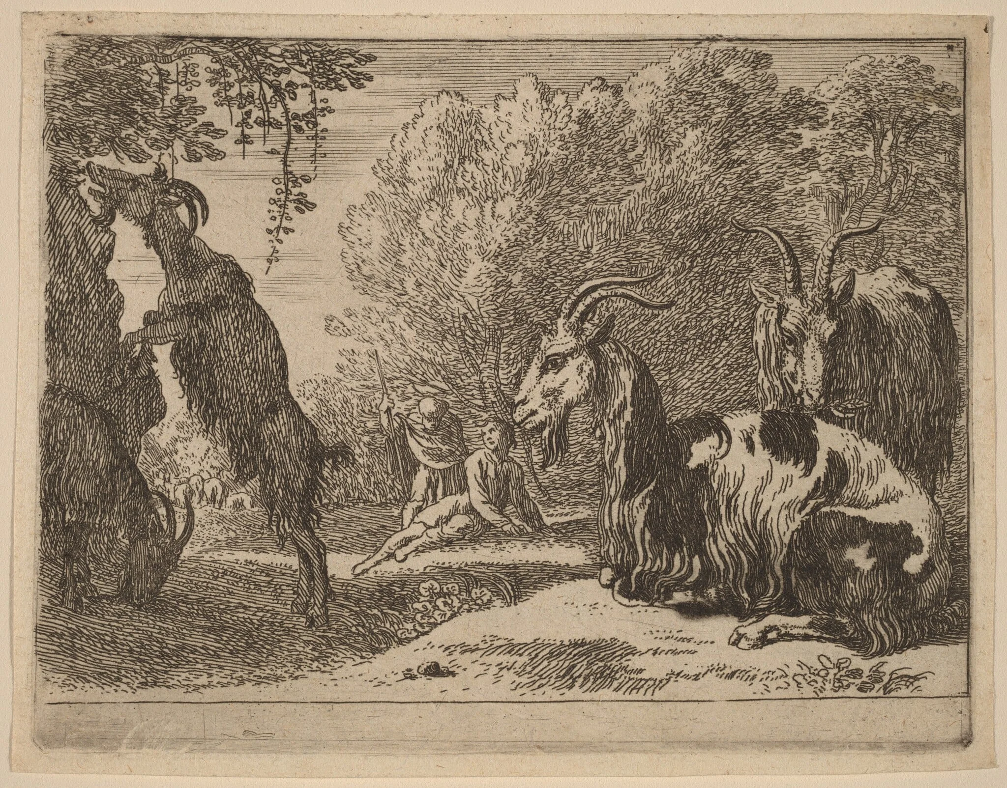 Goats, by Herman van Swanevelt, ink, 1628