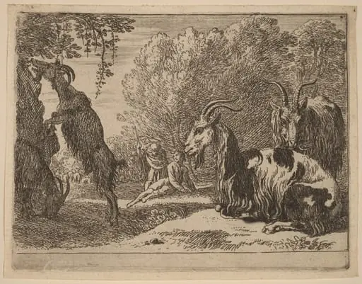 Goats