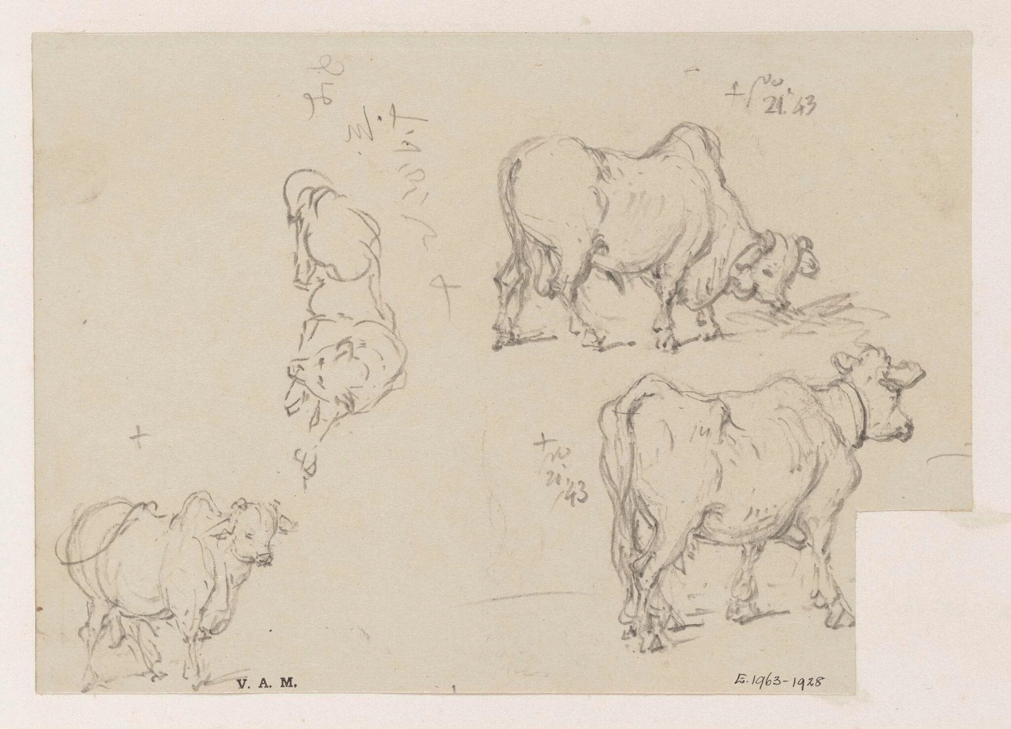 Three drawings of a cow, and one of a dog, by George Chinnery, 12
