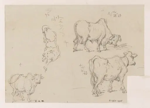 Three drawings of a cow, and one of a dog