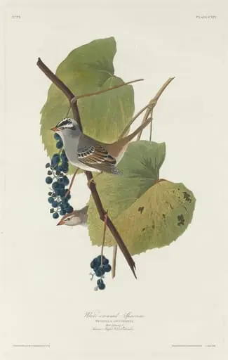 White-crowned Sparrow