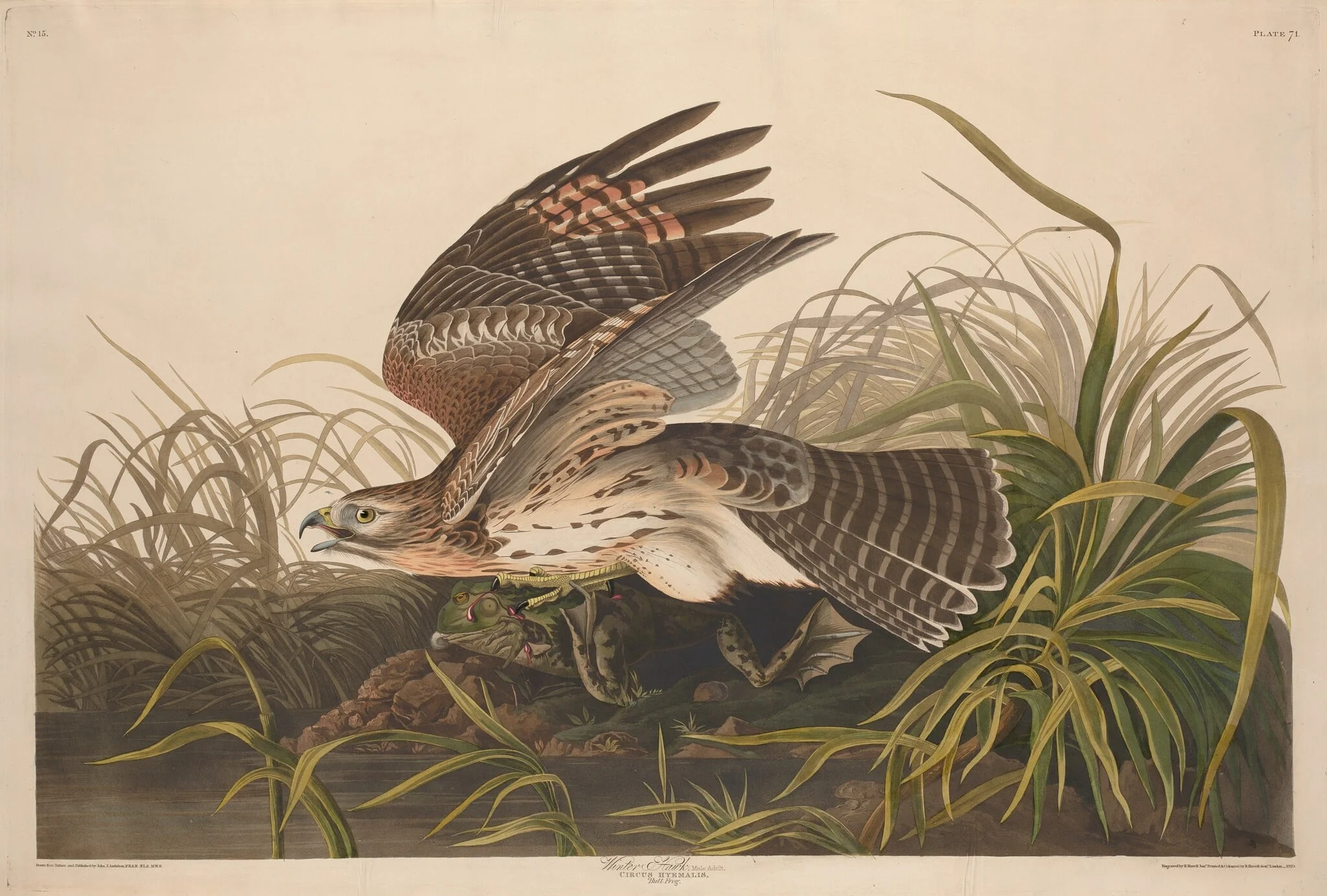 Winter Hawk, by Robert Havell Jr., ink, 1829