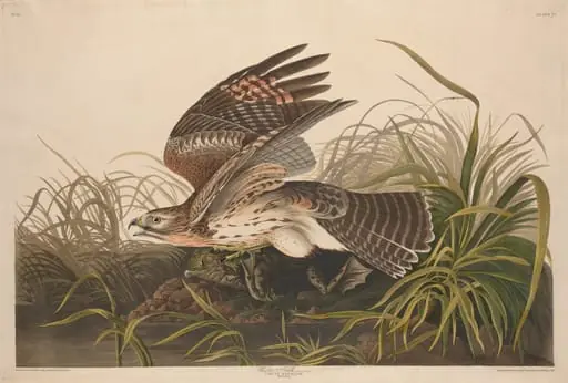 Winter Hawk