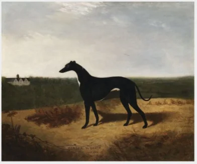 Master McGrath (1866-c.1871), Irish Racing Greyhound