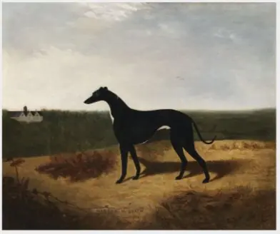 Master McGrath (1866-c.1871), Irish Racing Greyhound