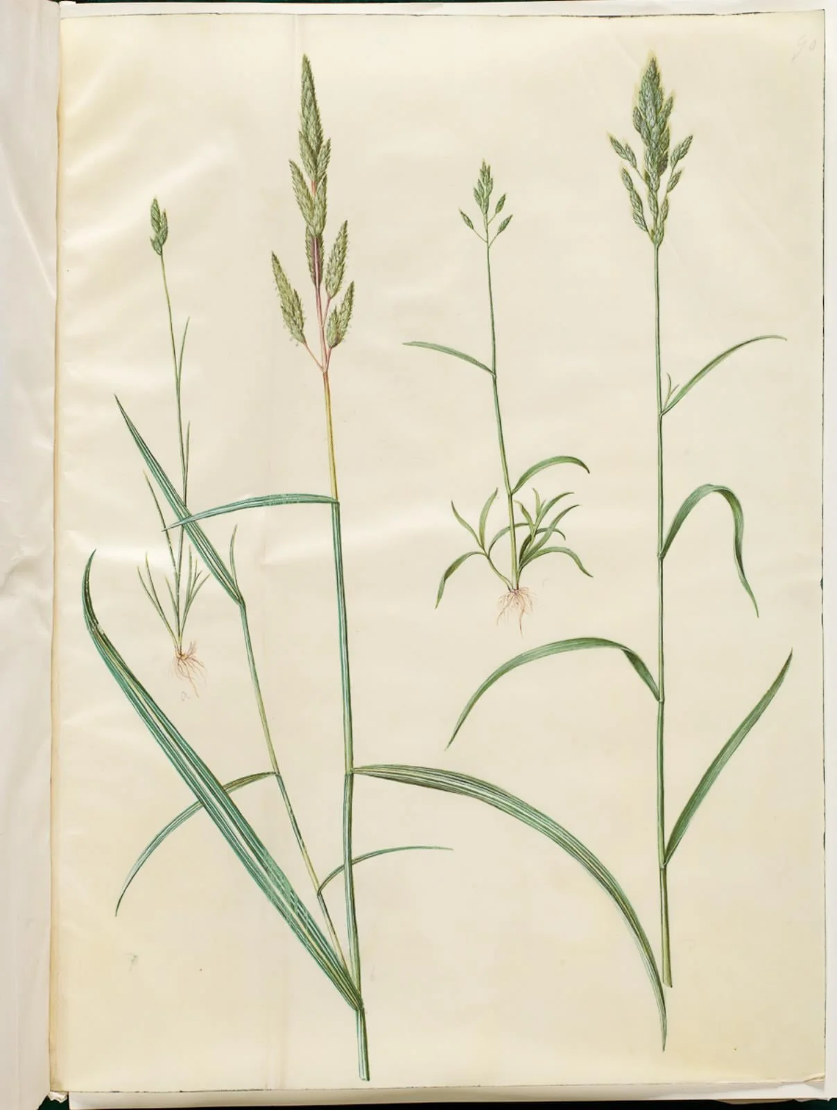 Bromus hordeaceus (blød hejre); Phalaris arundinacea (stribegræs), by Unknown, unspecified, 1654