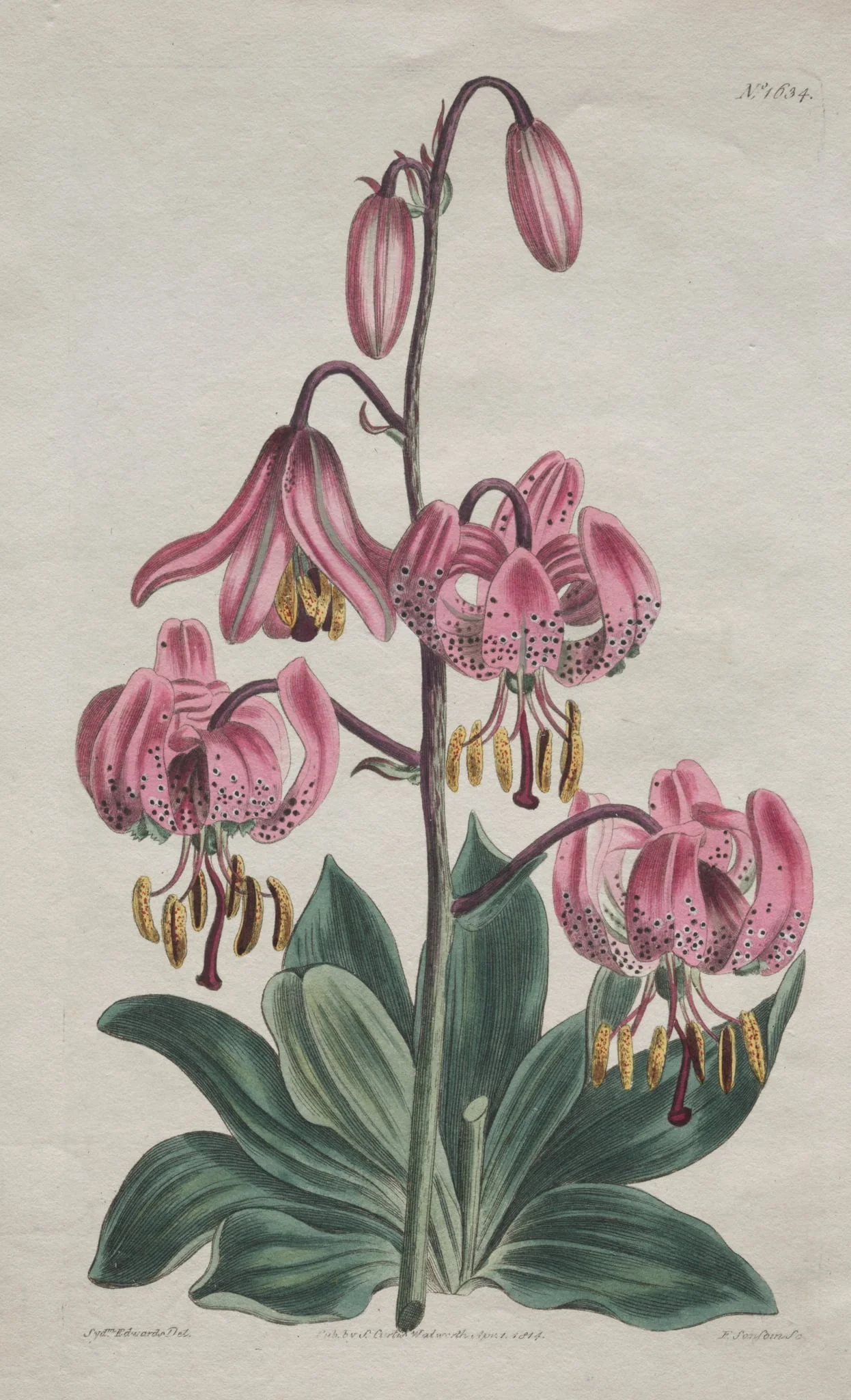The Botanical Magazine or Flower Garden Displayed:  Smooth-stalked Martagon, Turk's Cap Lily