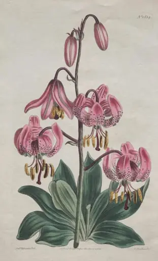 The Botanical Magazine or Flower Garden Displayed:  Smooth-stalked Martagon, Turk's Cap Lily