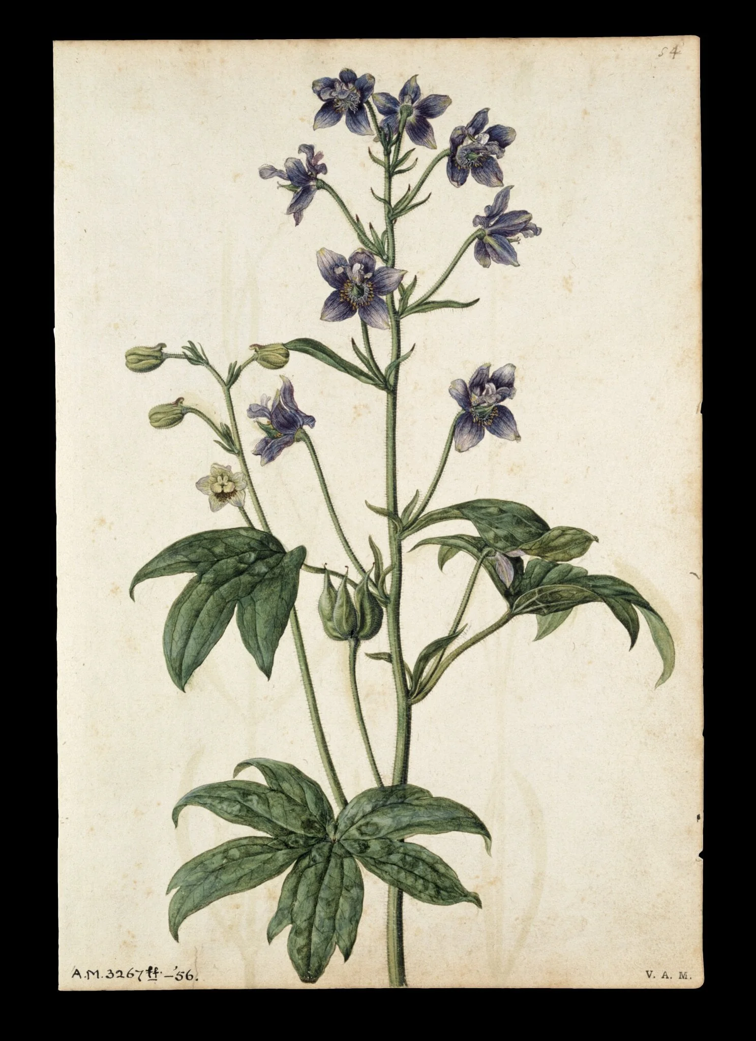 Stavesacre; Lavender