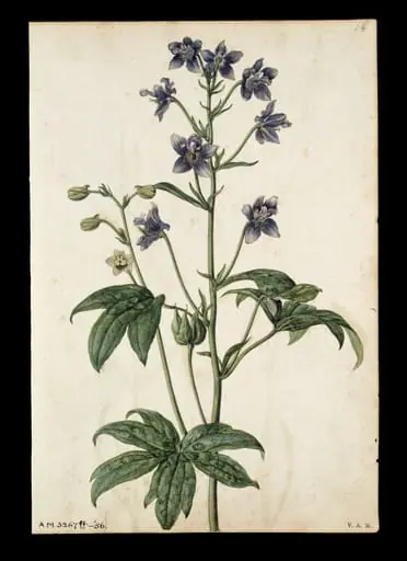 Stavesacre; Lavender
