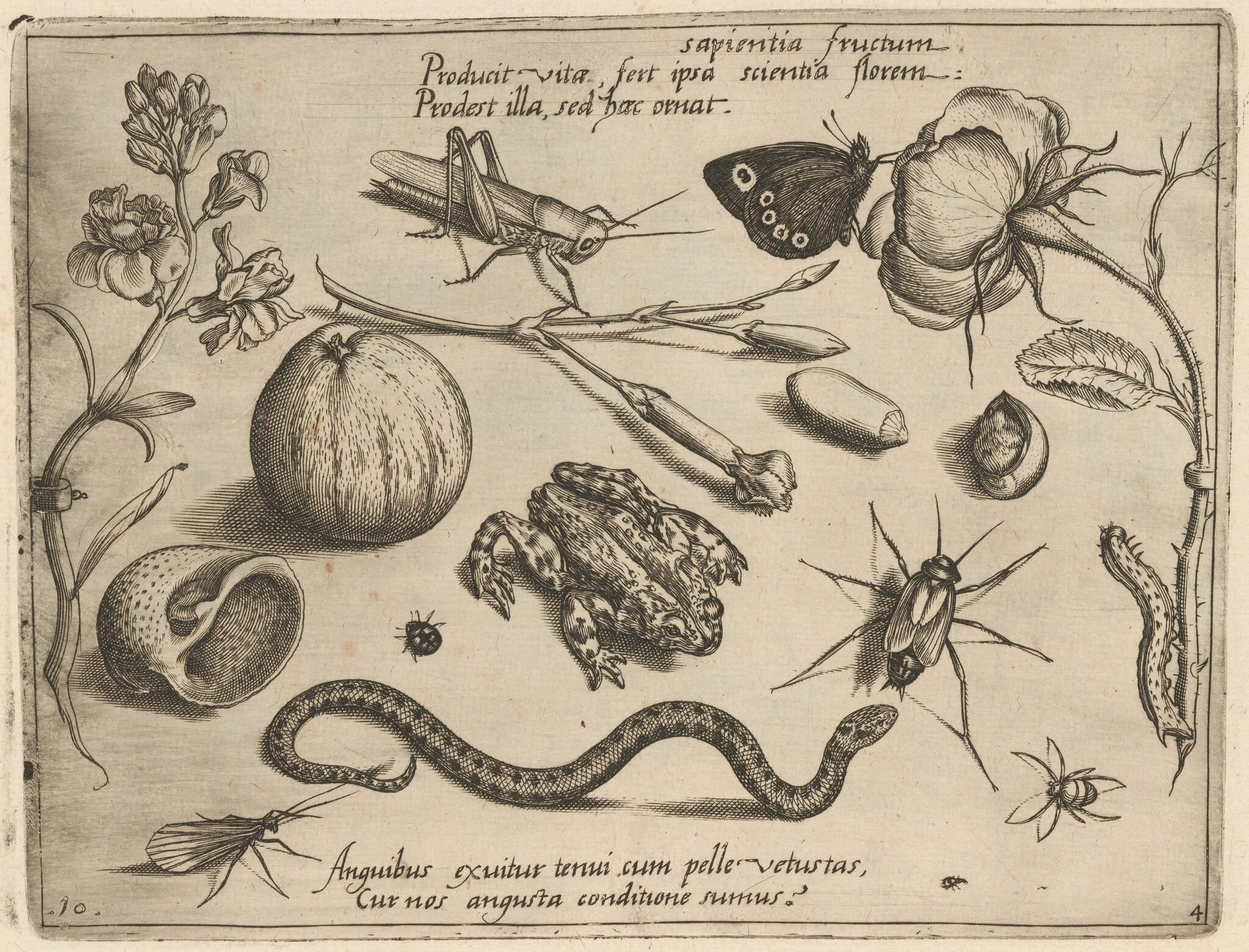 Archetypa studiaque patris Georgii Hoefnagelii [Part 4, Plate 10], by Jacob Hoefnagel, ink, 1592