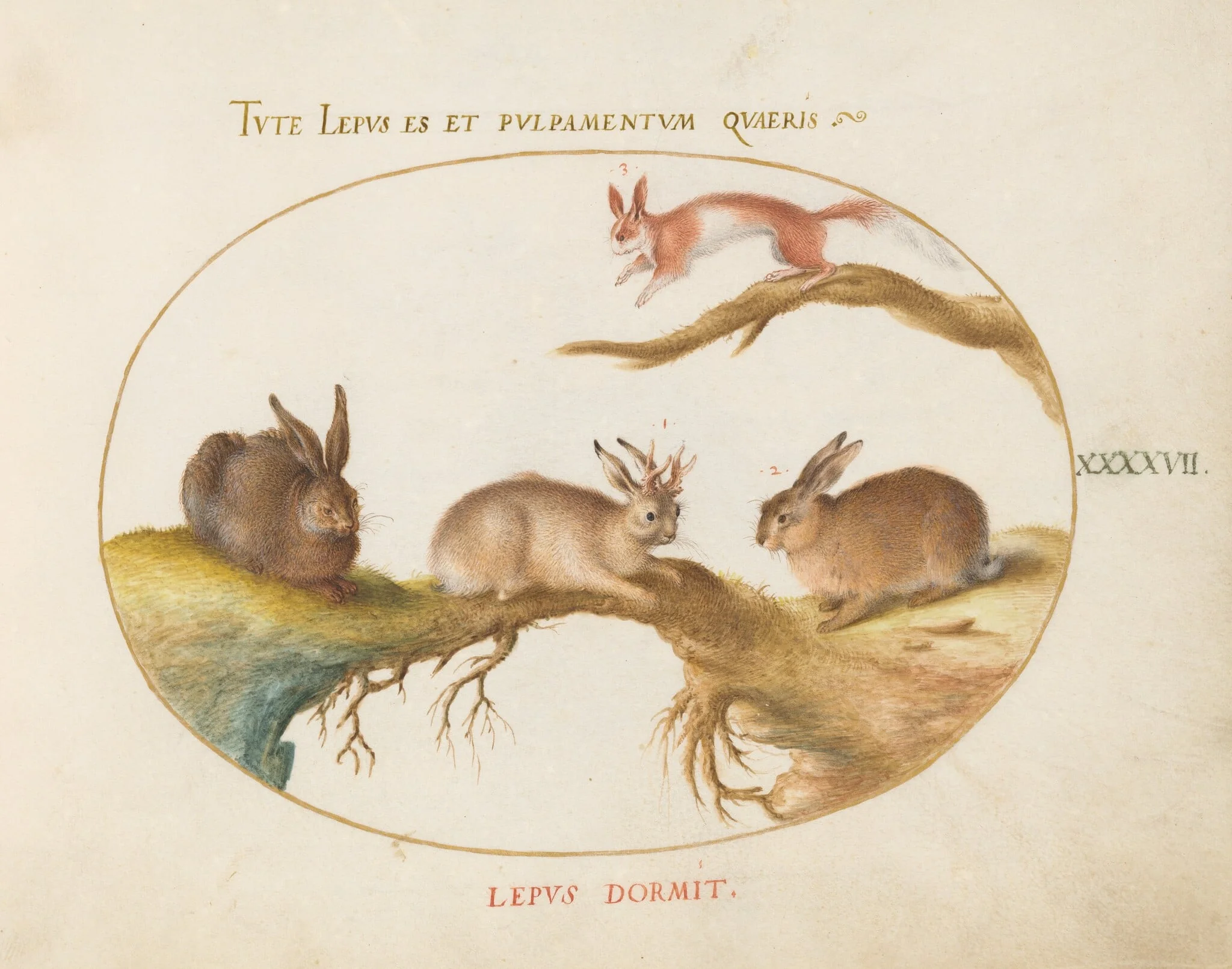 Plate 47: A Hare, "Jackalope," a Rabbit, and a Spotted Squirrel, by Joris Hoefnagel, gouache, 1594