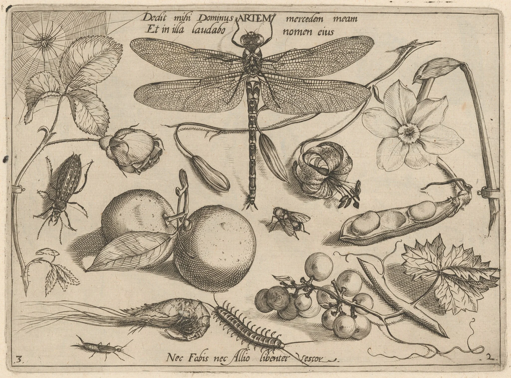Archetypa studiaque patris Georgii Hoefnagelii [Part 2, Plate 3], by Jacob Hoefnagel, ink, 1592