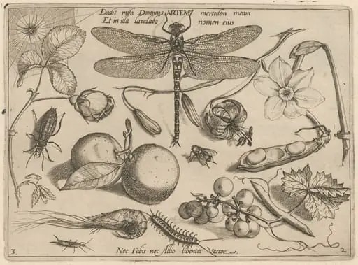 Archetypa studiaque patris Georgii Hoefnagelii [Part 2, Plate 3]