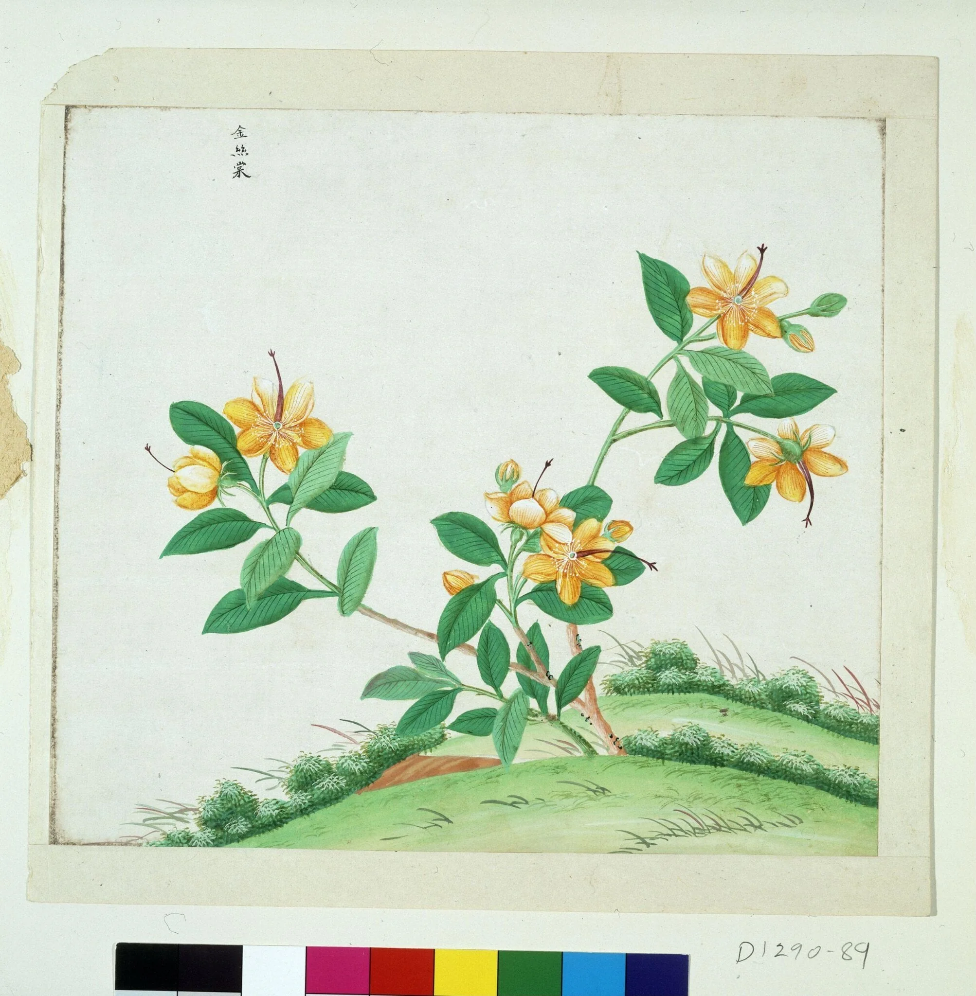 Chinese St Johns Wort, by Unknown, paint, 1780