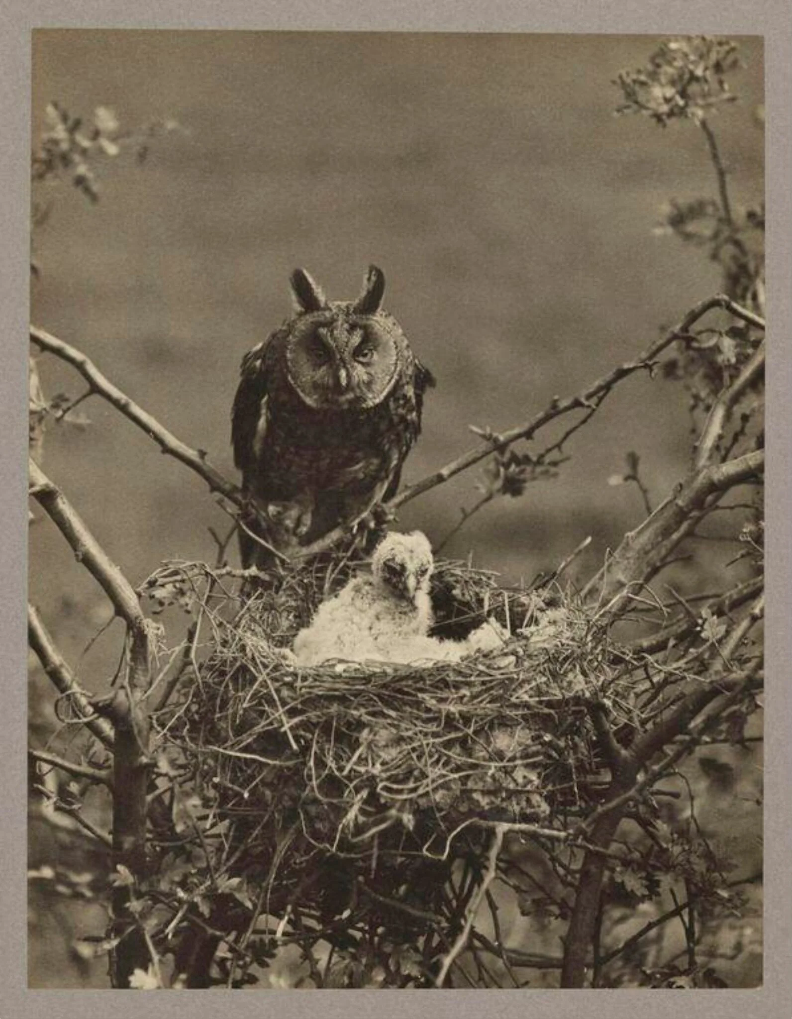 Long Eared Owl, by Zoological Photographic Club, photographic