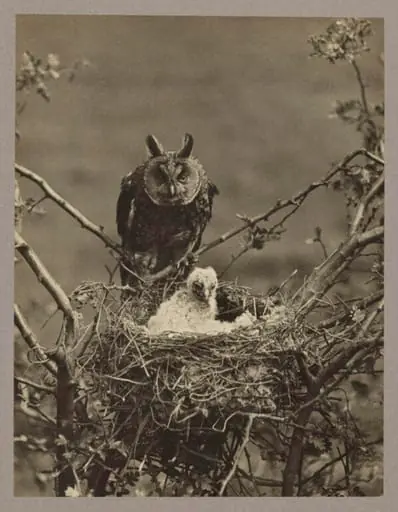 Long Eared Owl