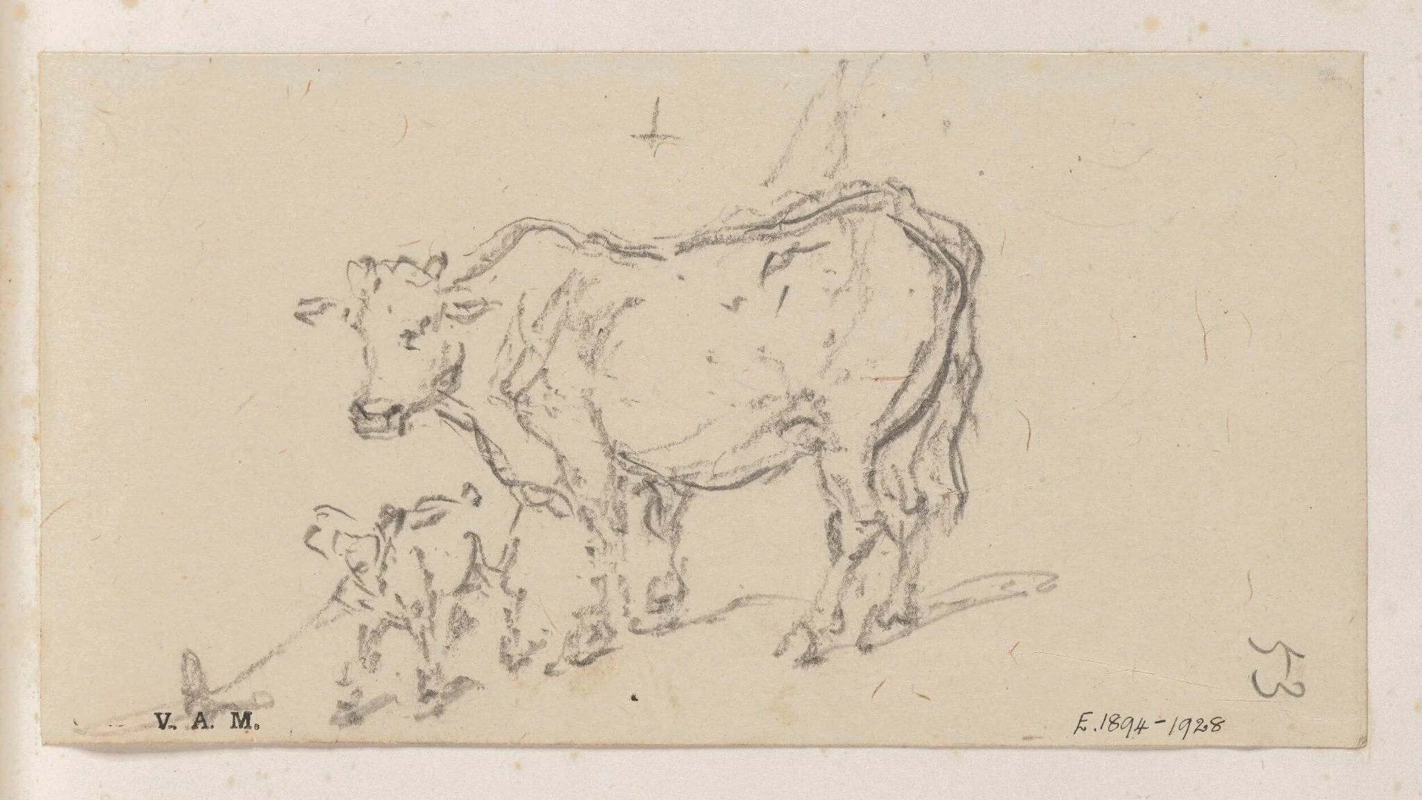 A cow and calf, by George Chinnery, 19