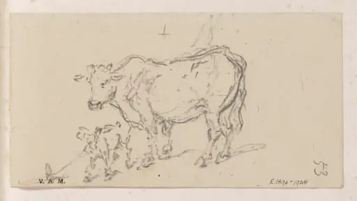 A cow and calf