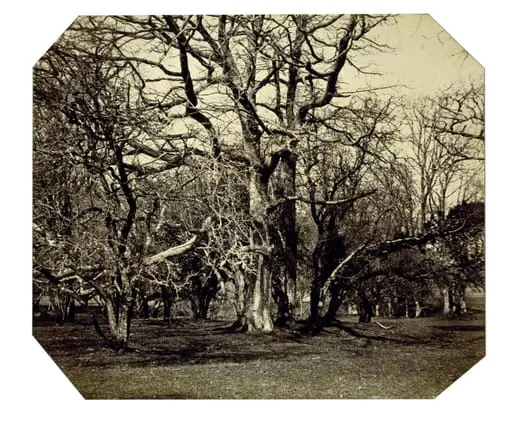 Photographic Study [Woodcock Grove, Dundrum]
