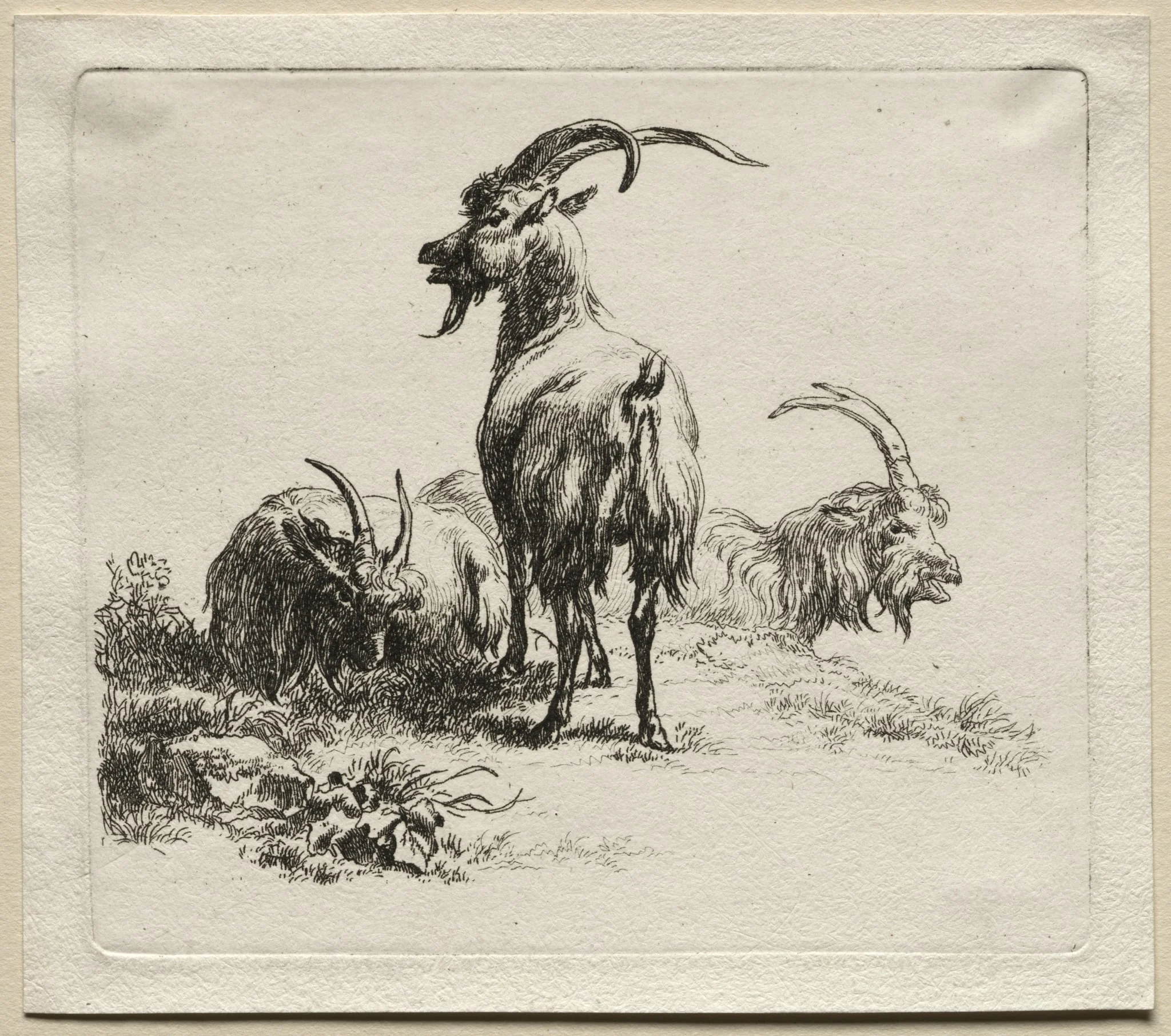 Animalia: Three Goats, by Nicolaes Pieterszoon Berchem, 1659
