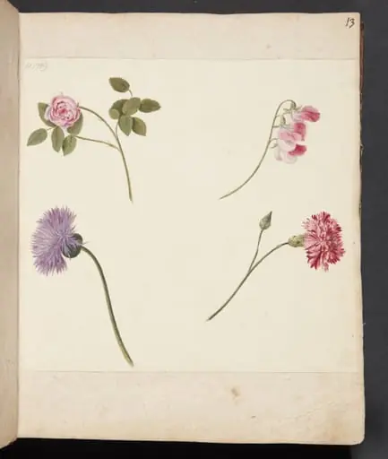 Studie af blomster