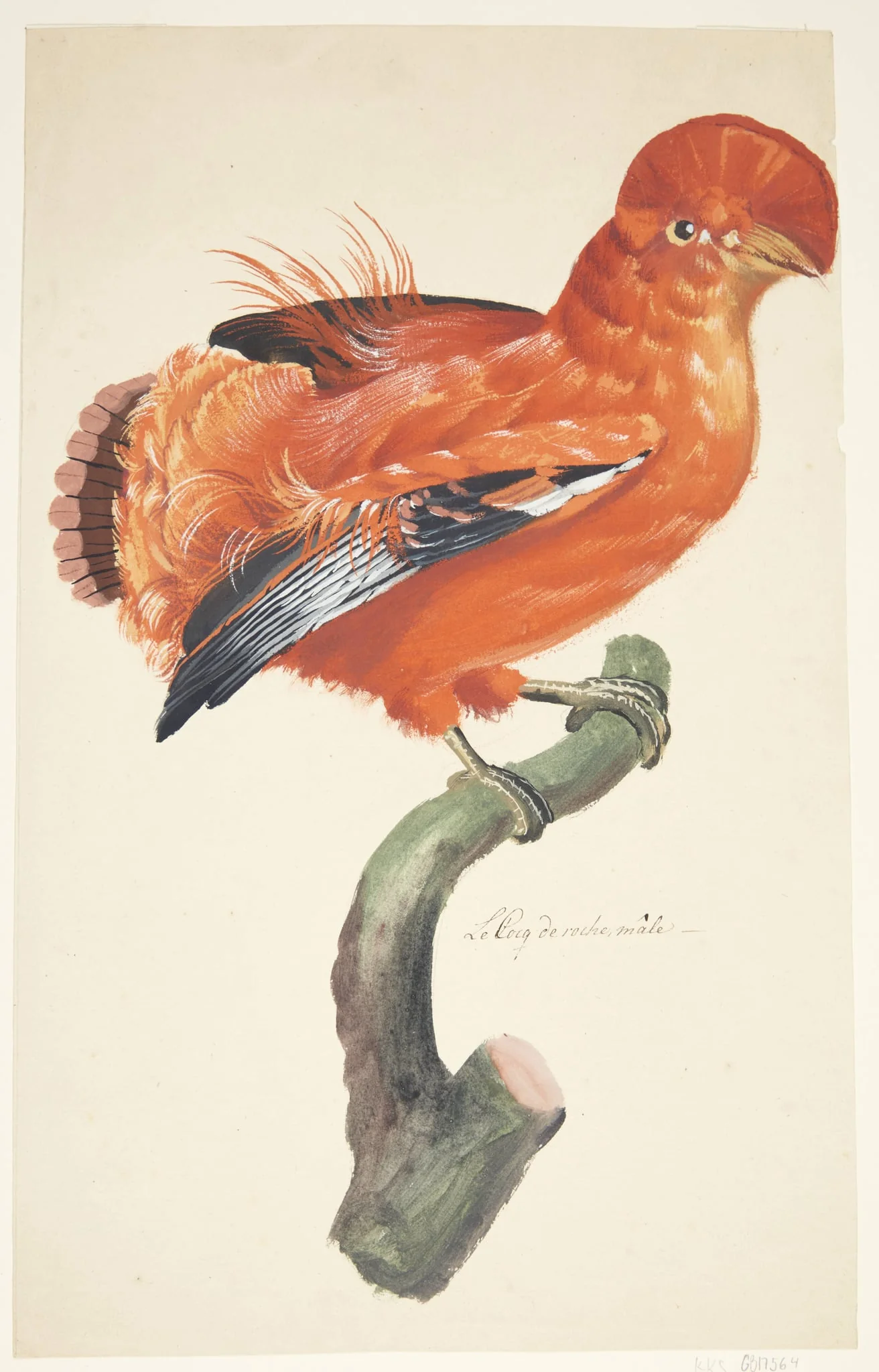 Klippehane, by Unknown, unspecified, 1829