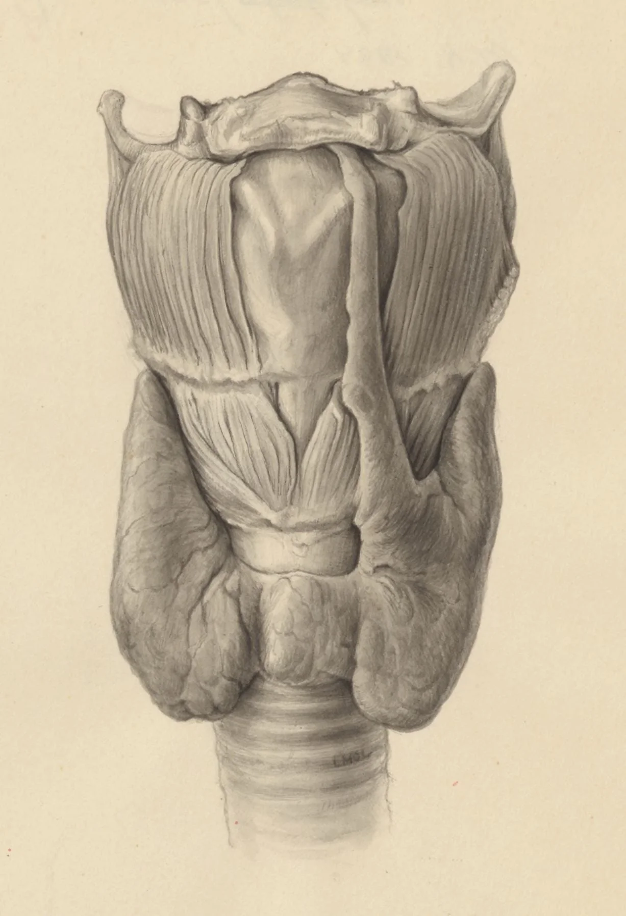 Glands of internal secretion