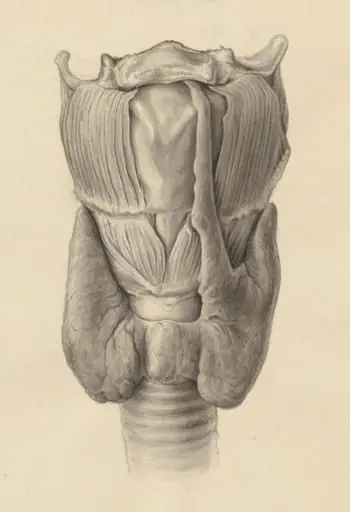 Glands of internal secretion