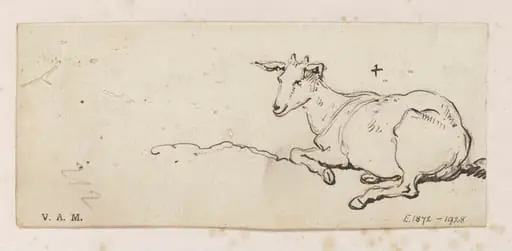 A young goat