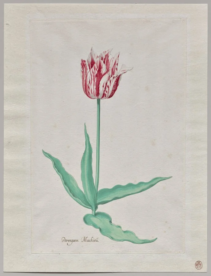 Study of a Tulip (Perregoen Machieu)