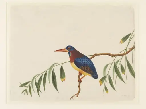 Oriental dwarf kingfisher