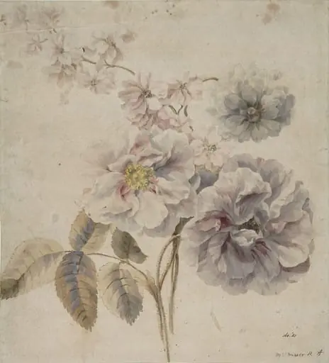 Roses, and other flowers