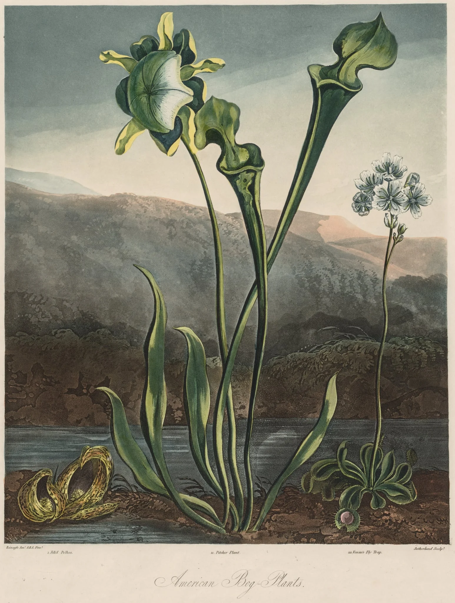 The Temple of the Flora: American Bog Plants, by Thomas Sutherland, 1821