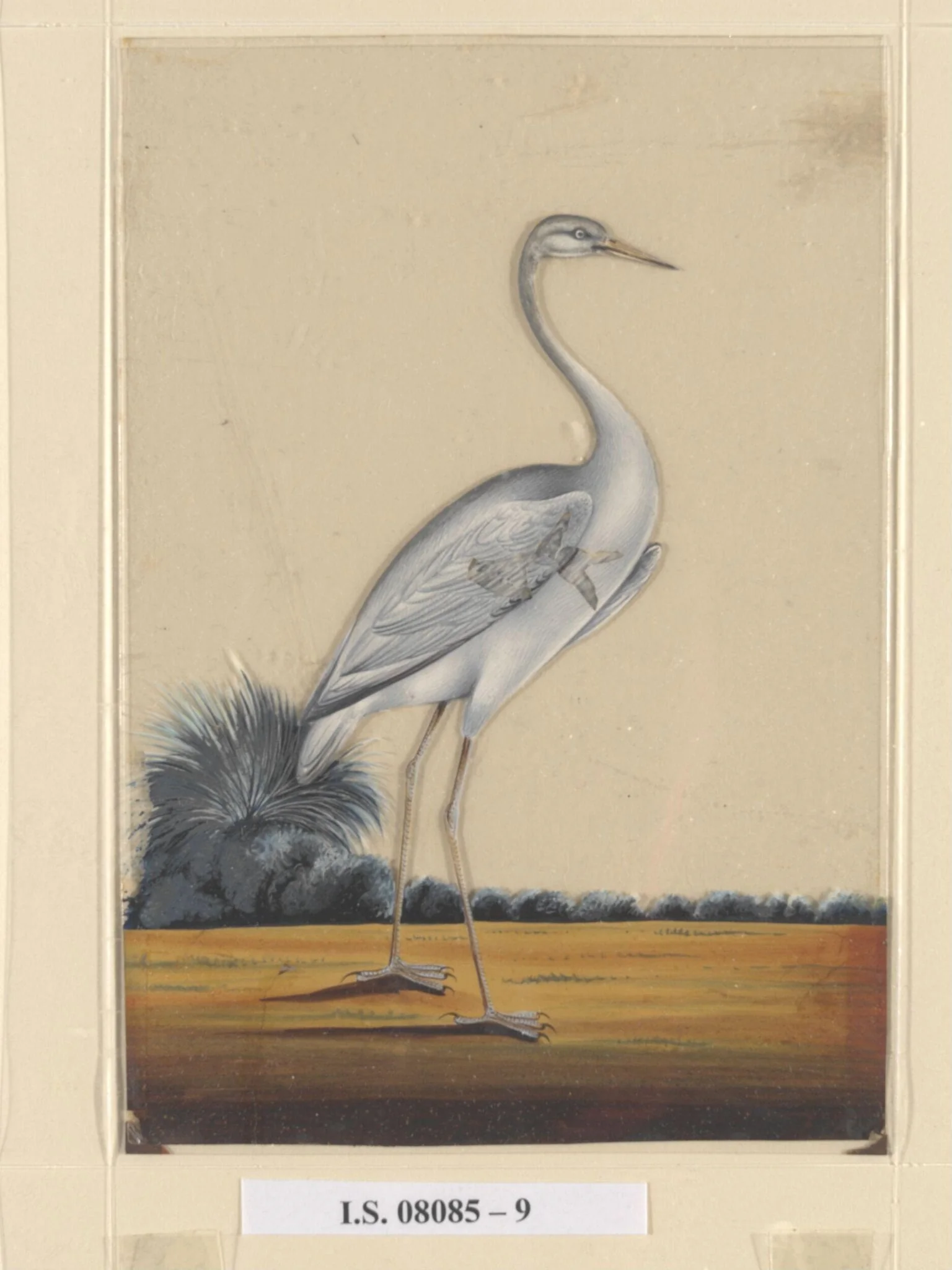 A sarus crane, by Unknown, paint, 1860