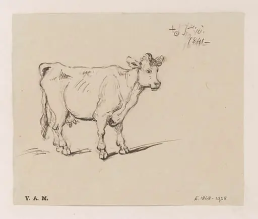 A study of a cow