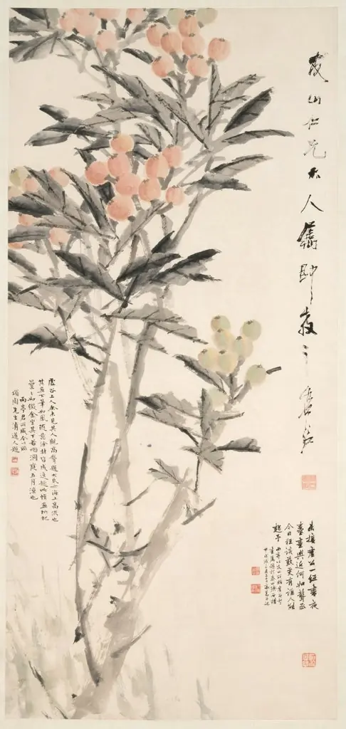 Pipa (Loquats)