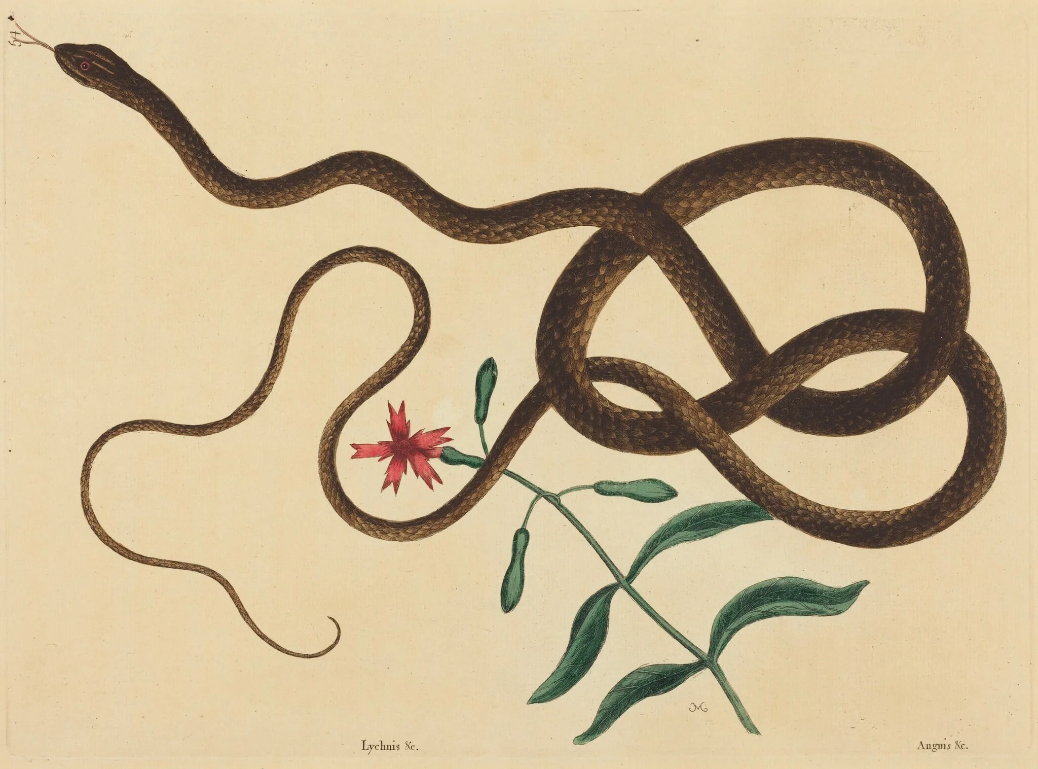 The Coach-Whip Snake (Coluber flagellum), by Mark Catesby, ink, 1737