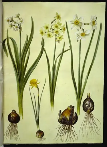 Narcissus tazetta (tazet); Narcissus ×medioluteus (toblomstret narcis); Narcissus bulbocodium (krinoline-narcis)