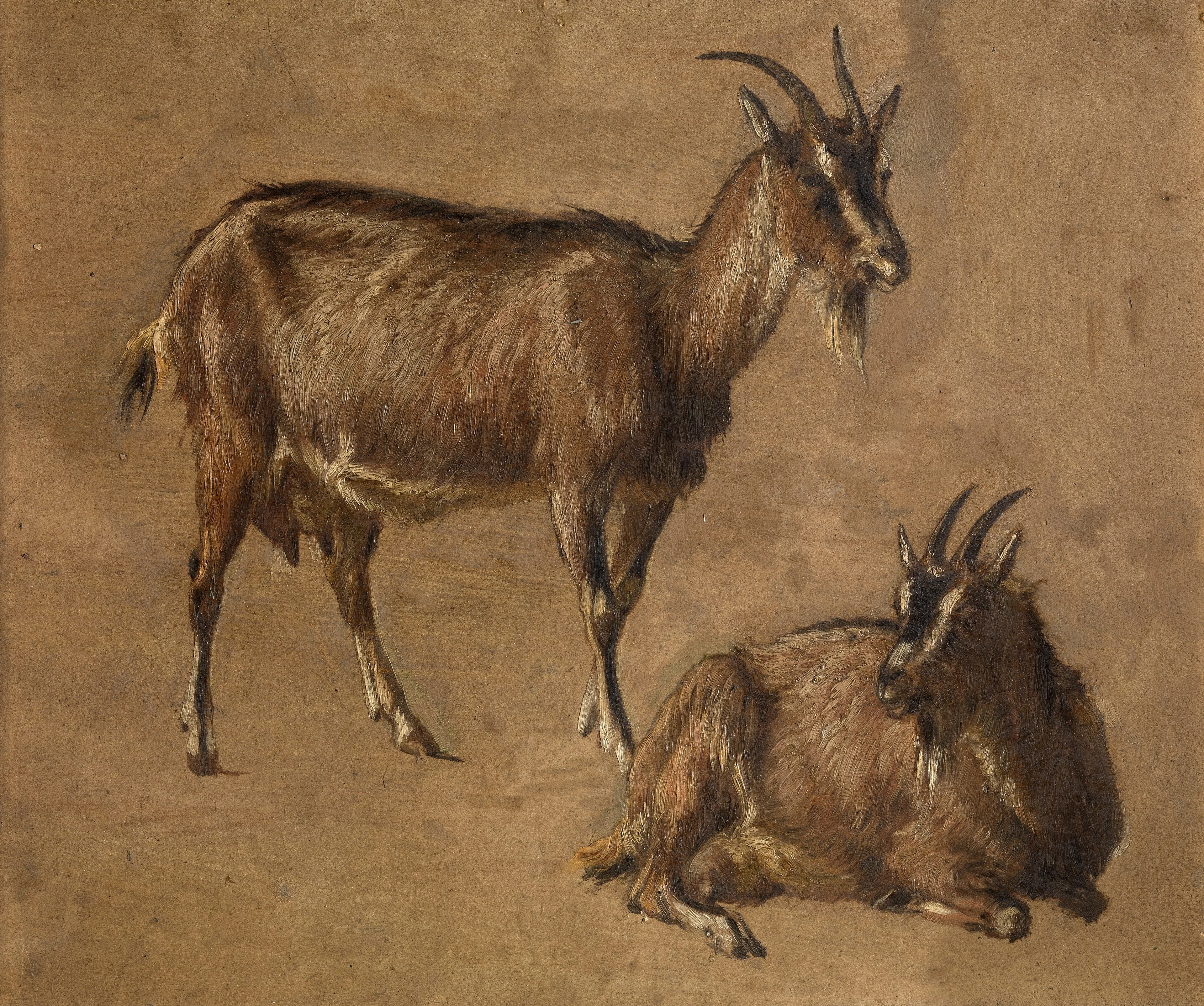 Goats