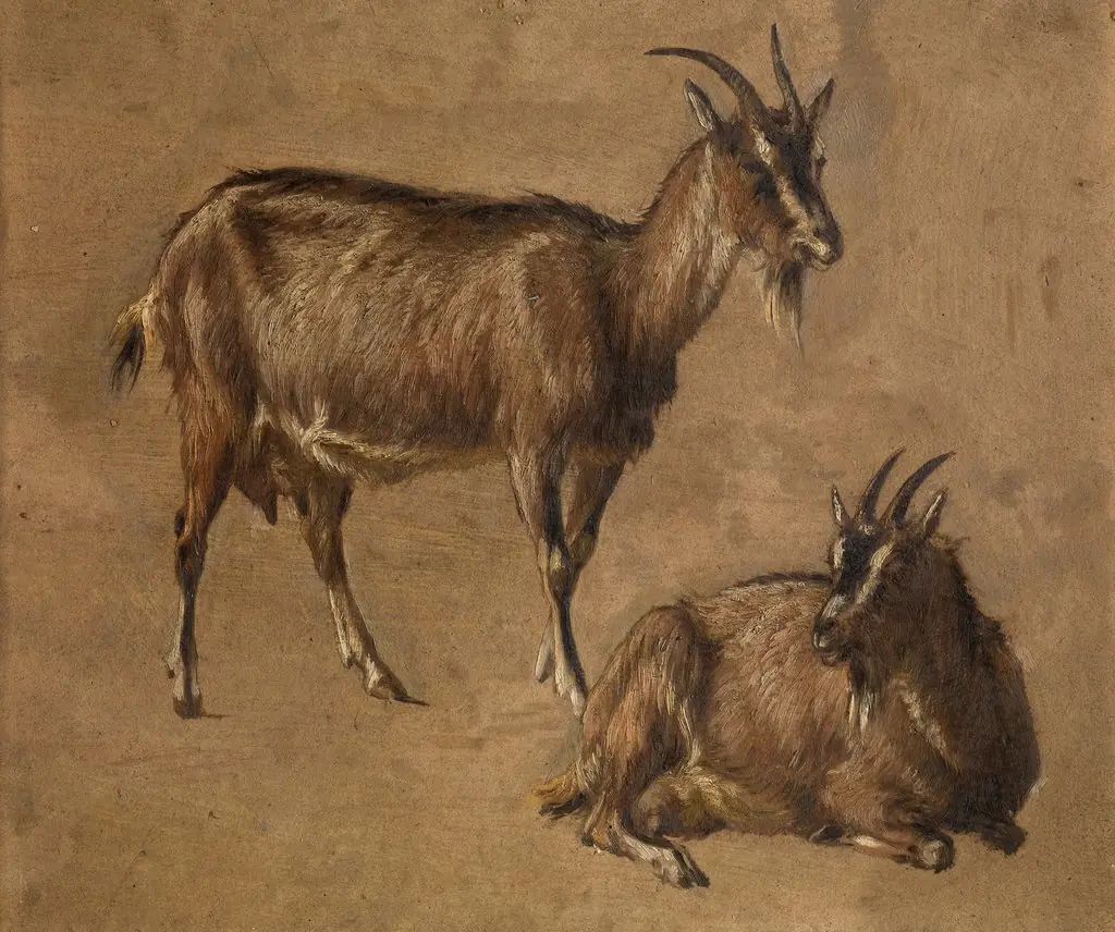 Goats