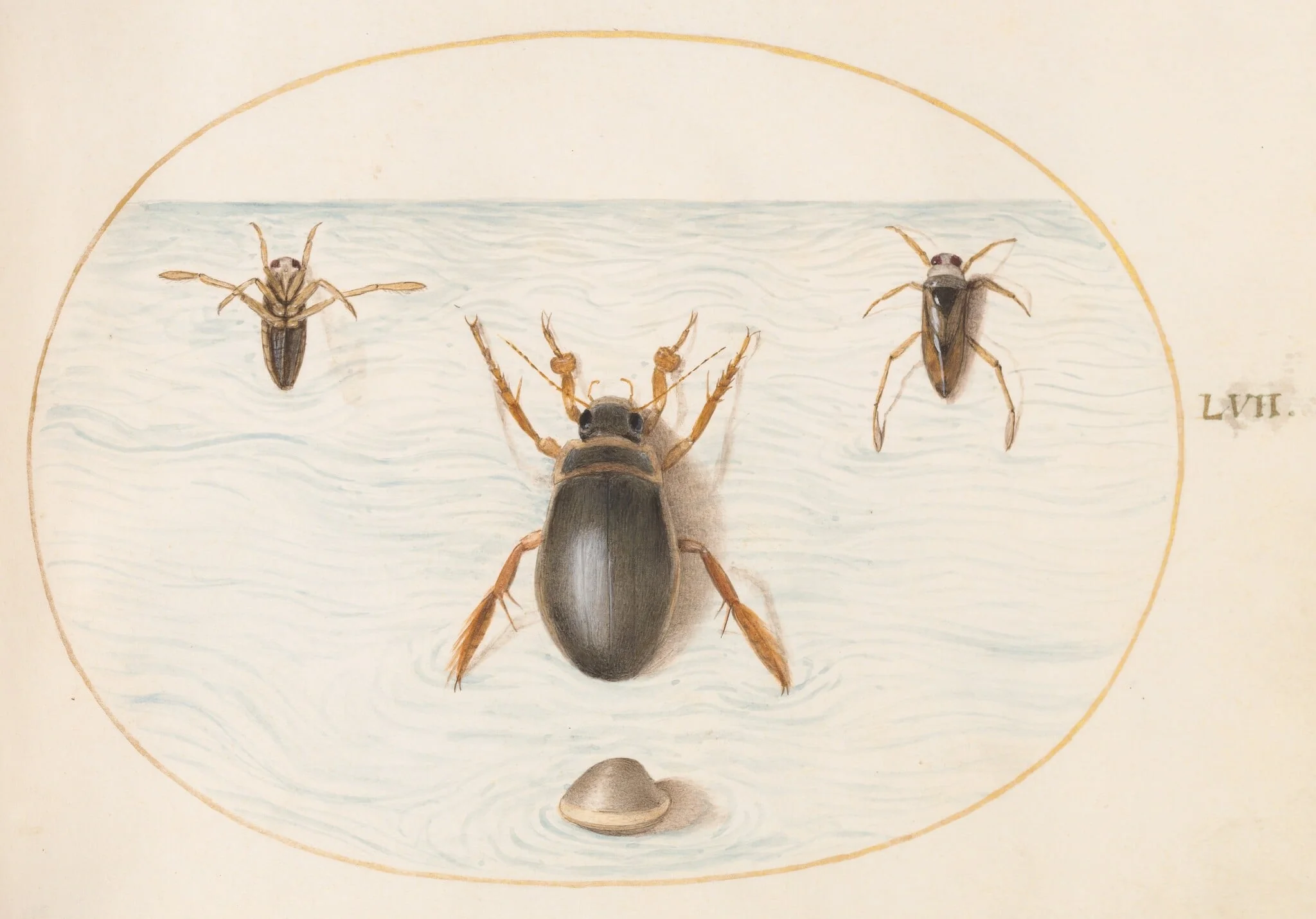 Plate 57: A Diving Beetle and Two Views of a Backswimmer, by Joris Hoefnagel, gouache, 1594