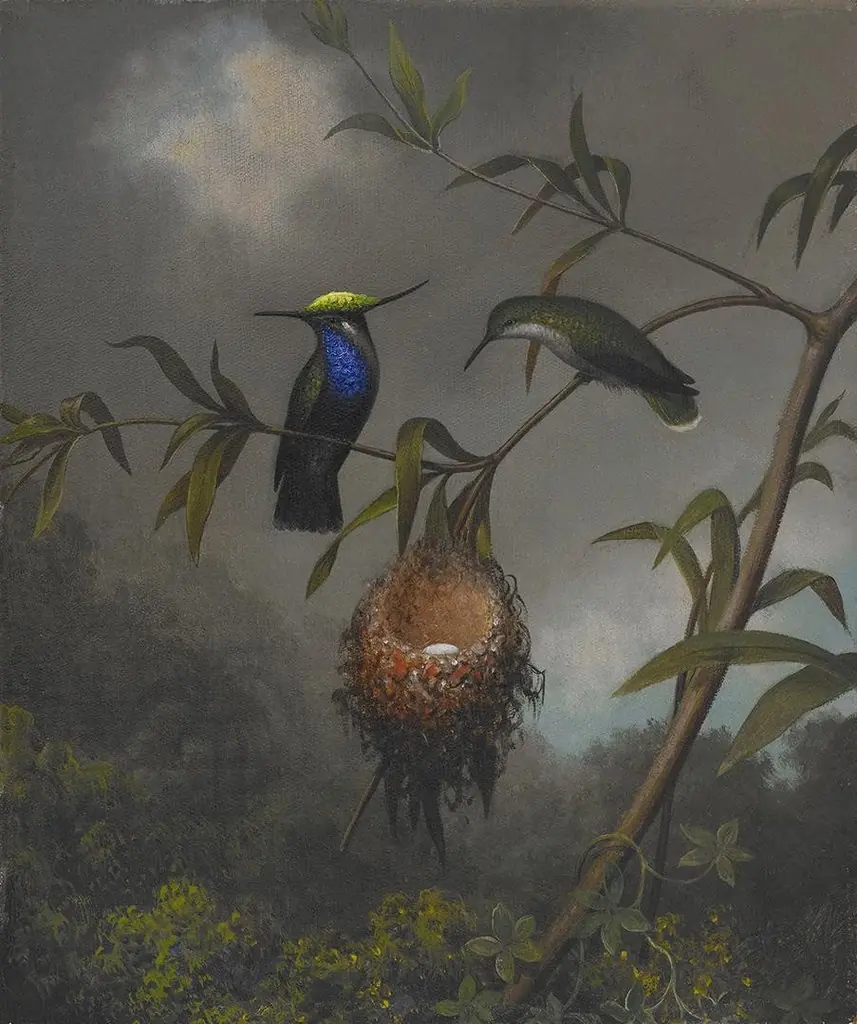 Black-breasted Plovercrest